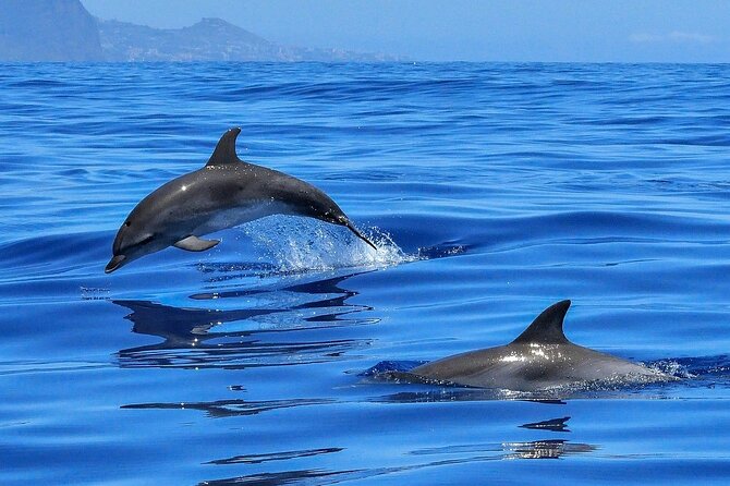 Tenerife Los Cristianos: Whale and Dolphin Eco-Yacht and Swim Stop - The Cave of Love and the coastal scenery