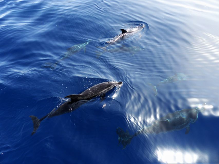 Tenerife: Los Gigantes Whale Watching Cruise by Sail Boat - Setting out from Los Gigantes