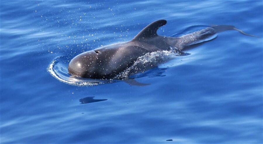 Tenerife: Los Gigantes Whale Watching Cruise by Sail Boat - What the boat ride feels like