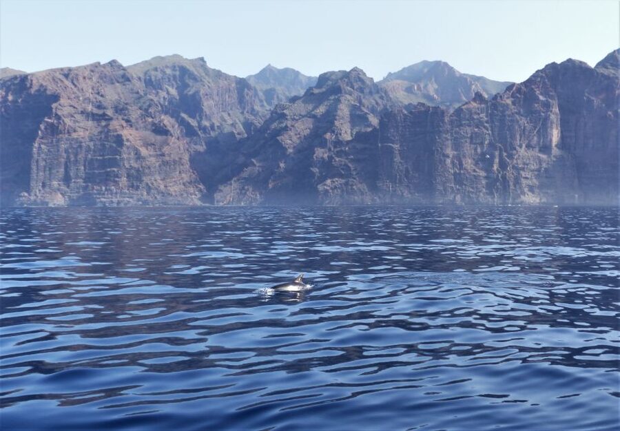 Tenerife: Los Gigantes Whale Watching Cruise by Sail Boat - FAQ