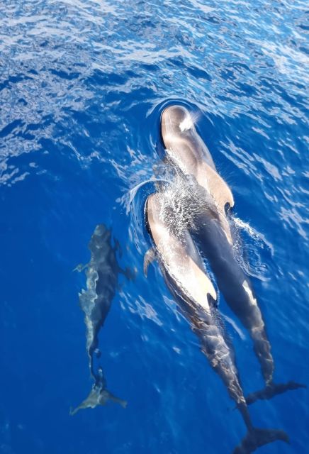 Tenerife: Marine-Life Tour with Transfer, Buffet and Drinks - Who will enjoy the Monte Cristo Catamaran most