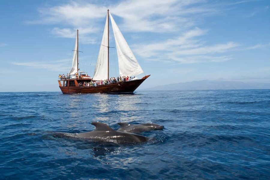 Tenerife:Respectful Whale Watching, Pirate Ship, & Swim - Key points to know before sailing