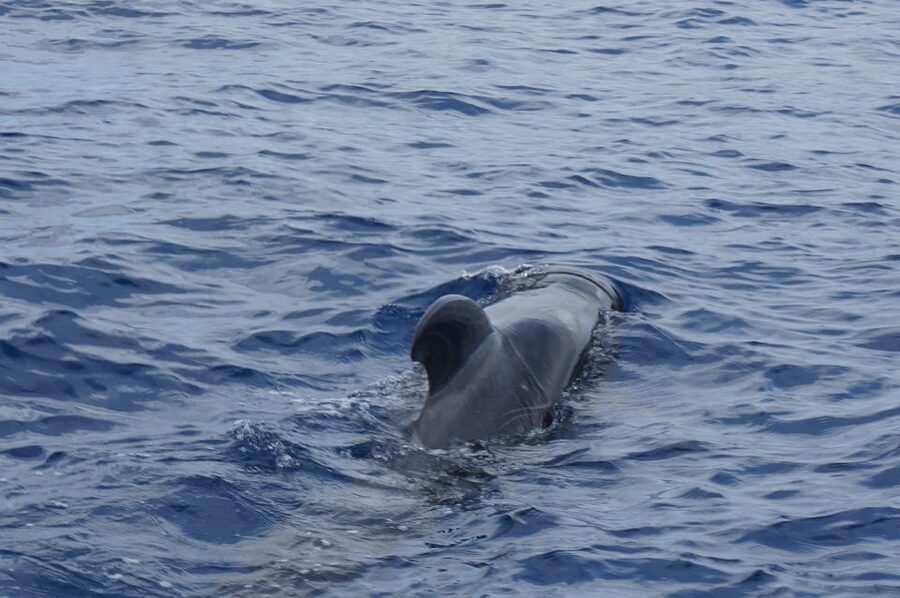 Tenerife:Respectful Whale Watching, Pirate Ship, & Swim - Who should book this boat trip?