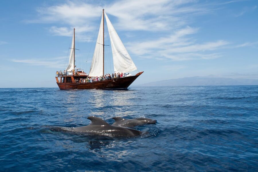 Tenerife:Respectful Whale Watching, Pirate Ship, & Swim - A Portuguese Goleta with room to spread out