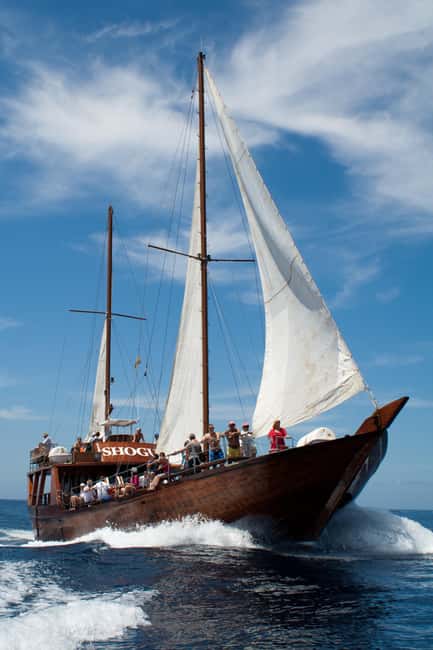 Tenerife:Respectful Whale Watching, Pirate Ship, & Swim - The crew makes the difference