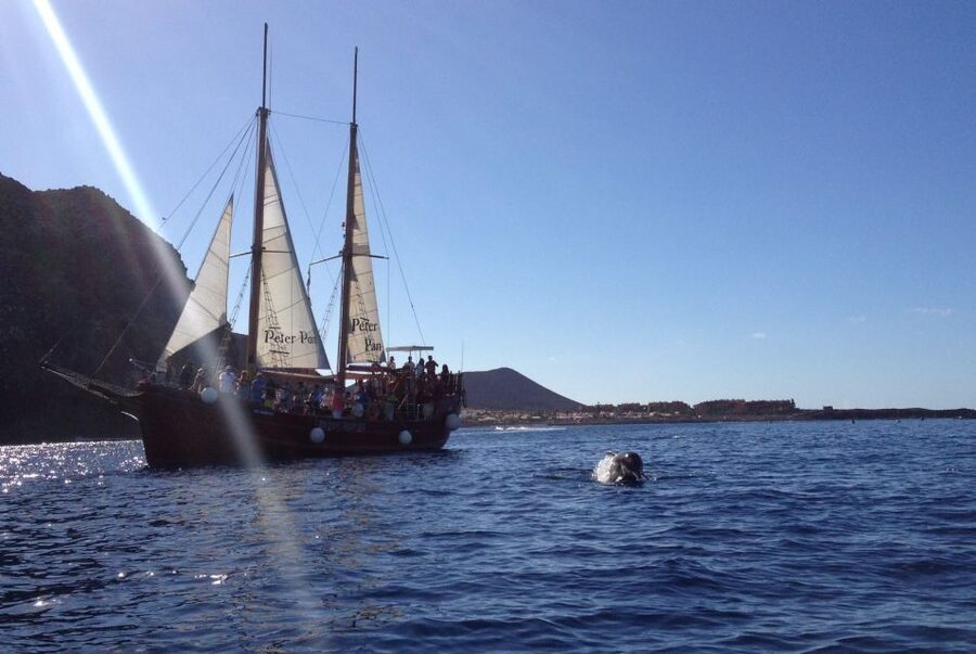 Tenerife:Respectful Whale Watching, Pirate Ship, & Swim - Is $17 good value?