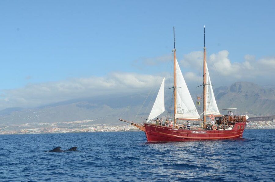 Tenerife:Respectful Whale Watching, Pirate Ship, & Swim - Watching pilot whales along Tenerife’s west coast