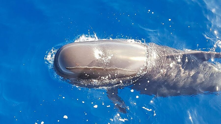 Tenerife: Sailboat Tour with Food and Snorkeling - Key things to know before you book