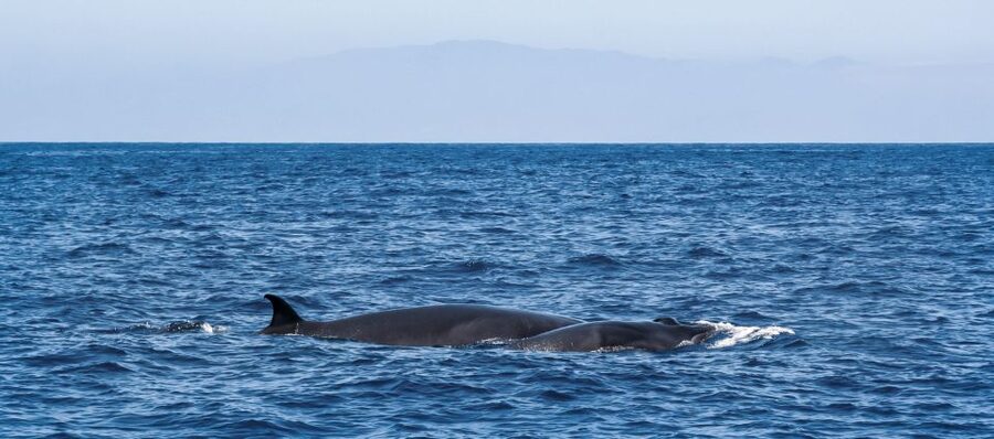 Tenerife: Sailboat Tour with Food and Snorkeling - A sheltered bay for swimming and snorkeling