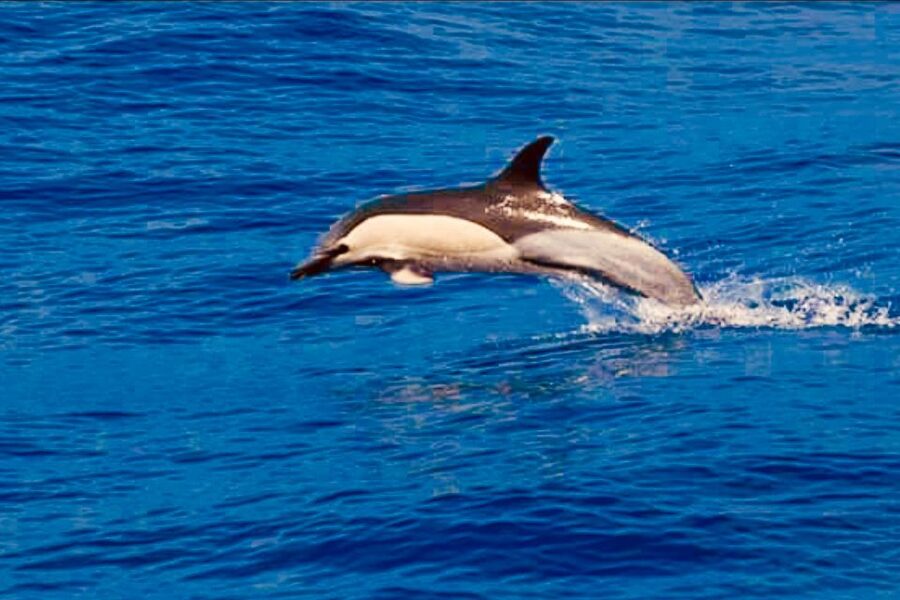 Tenerife: Sailboat Tour with Food and Snorkeling - Sandwiches, cake, cava, and simple onboard comfort