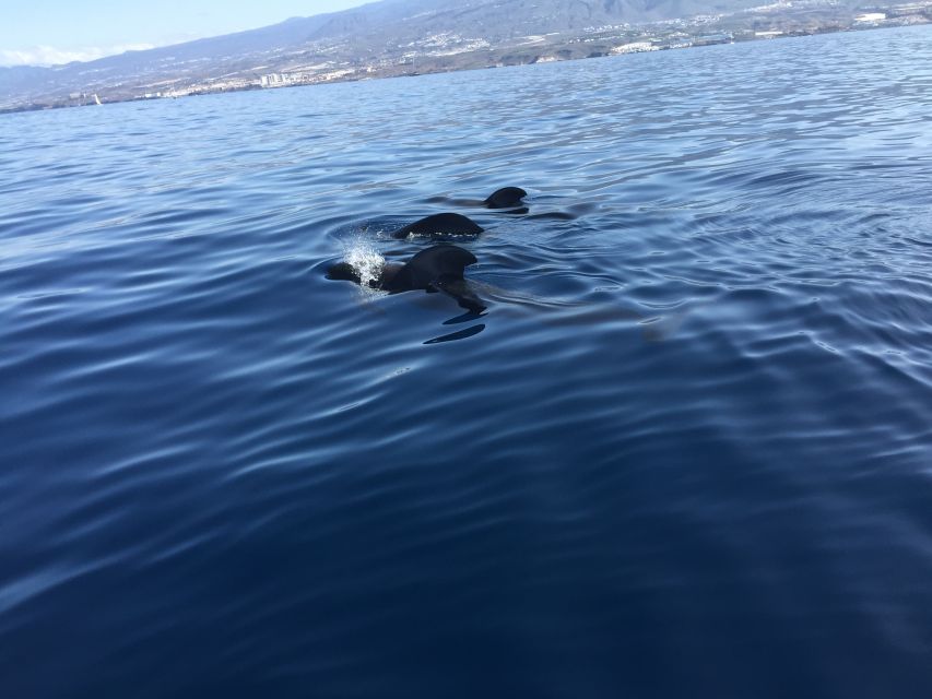 Tenerife: Sailing Excursion with Whale and Dolphin Watching - Key points to know before you book