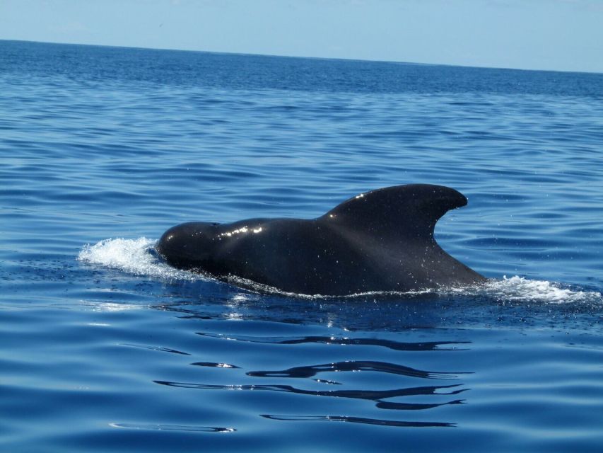 Tenerife: Sailing Excursion with Whale and Dolphin Watching - What is served on board