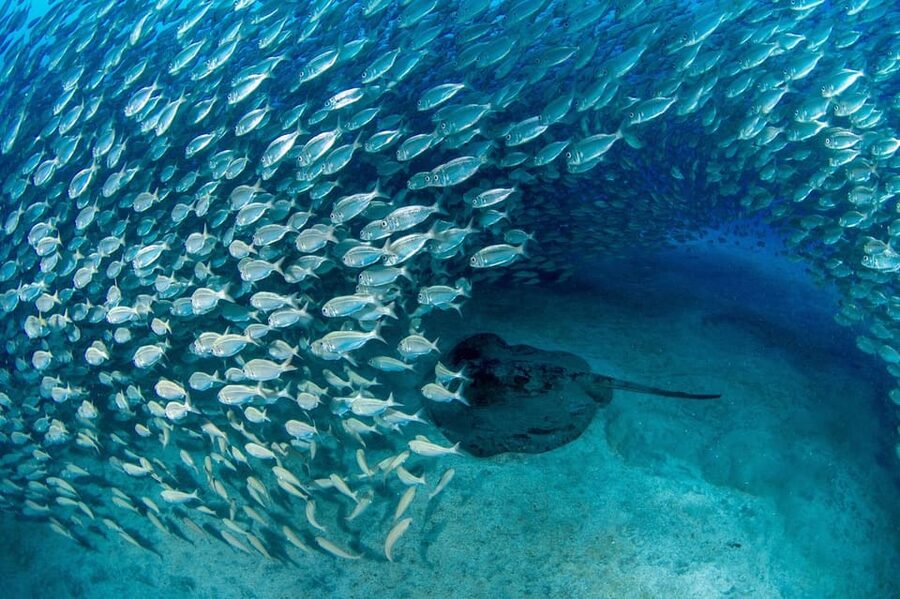 Tenerife: Scuba Diving Experience for Every Level - What your 2.5 hours in the water actually involve