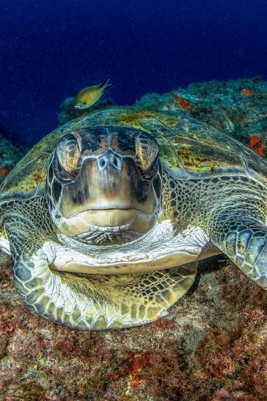 Tenerife: Scuba Diving Experience for Every Level - Why Playa de las Vistas makes a practical meeting point