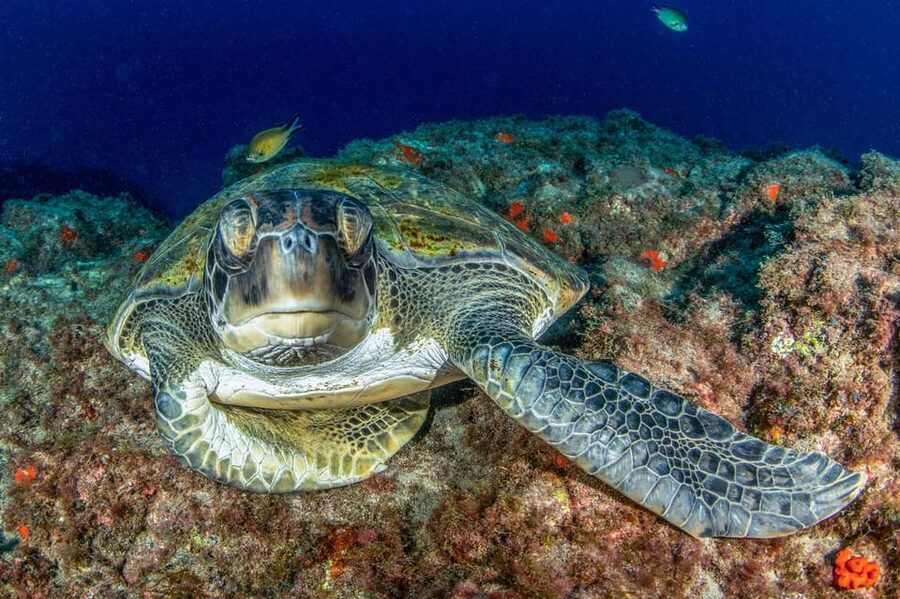 Tenerife: Scuba Diving Experience for Every Level - The instructors who help first-timers relax