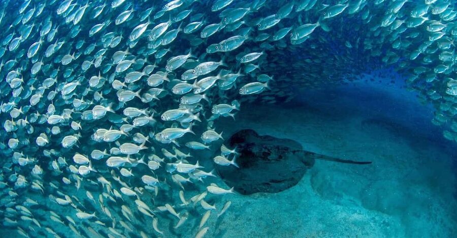 Tenerife: Scuba Diving Experience for Every Level - How the small group changes the experience