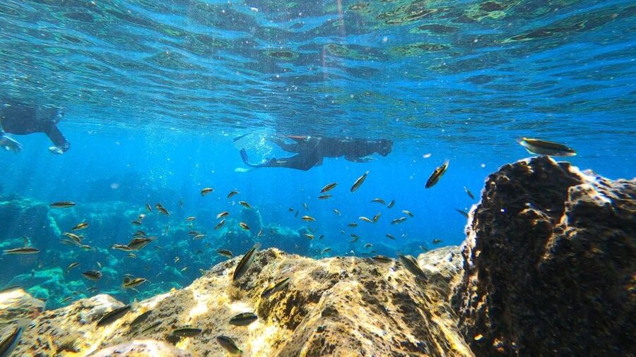 Tenerife: Snorkeling Tour in a Marine Protected Area - Turtles, wildlife rules, and realistic expectations