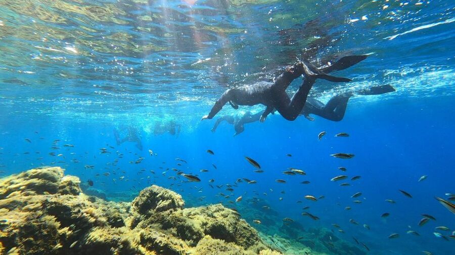 Tenerife: Snorkeling Tour in a Marine Protected Area - Underwater photos without an added fee