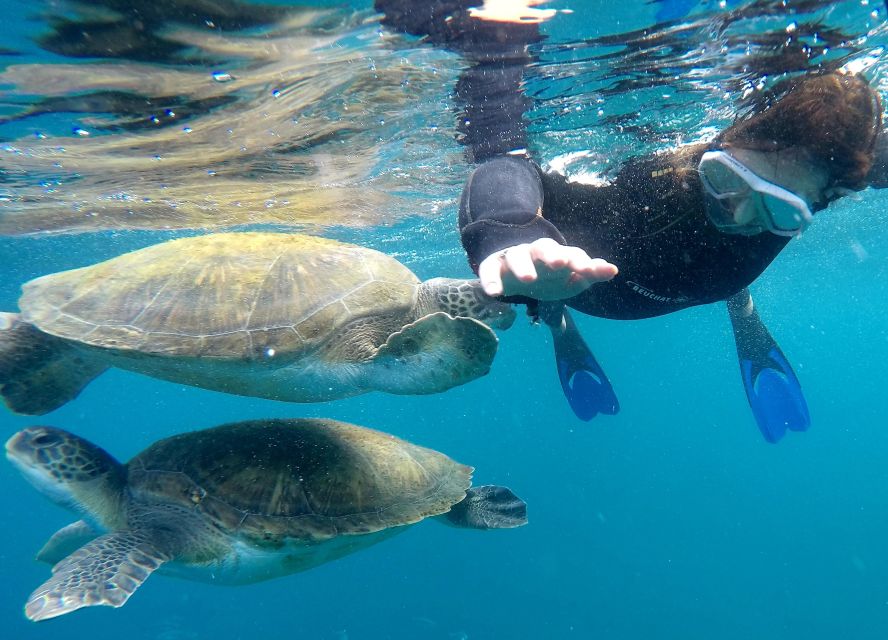 Tenerife: Snorkeling Trip in a Turtle Habitat - Why this Tenerife snorkeling trip is worth considering