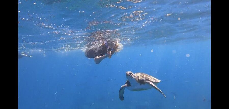 Tenerife: Snorkeling Trip in a Turtle Habitat - Starting at Puerto Colón with the right expectations
