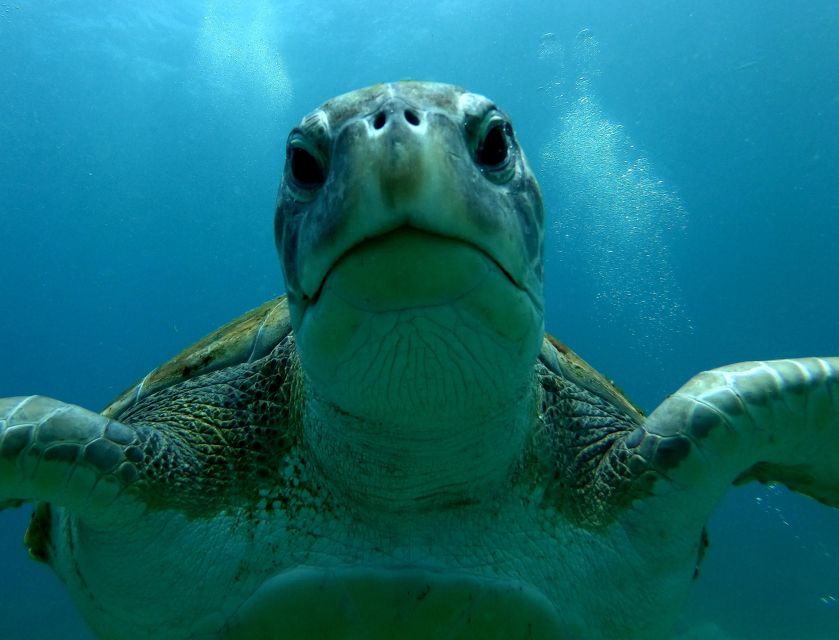 Tenerife: Snorkeling Trip in a Turtle Habitat - Fifty minutes in the turtle habitat