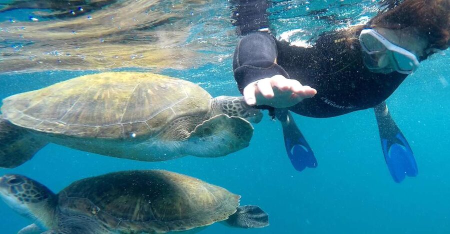 Tenerife: Snorkeling Trip in a Turtle Habitat - The 30-minute briefing that makes beginners comfortable