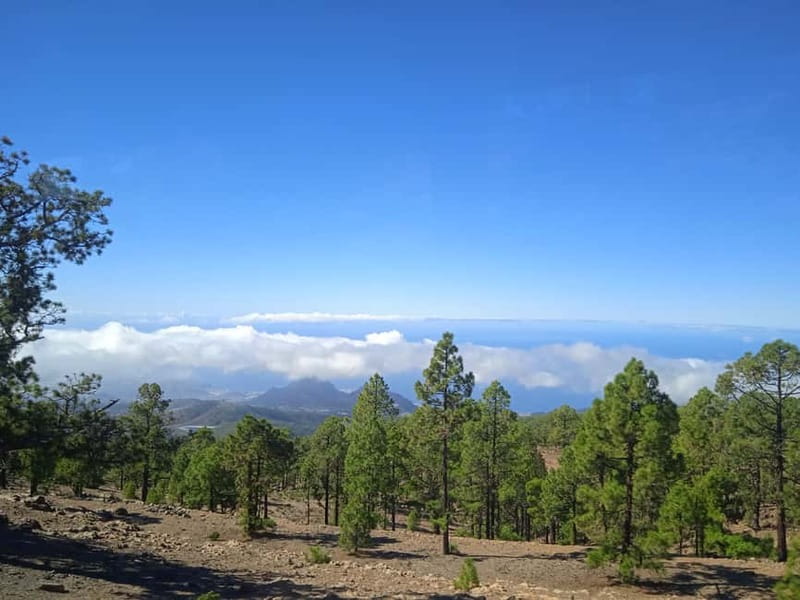 Tenerife: Teide, Icod de los Vinos & Garachico Full Day Tour - Icod de los Vinos and the thousand-year-old dragon tree