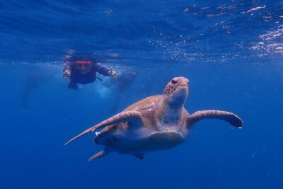 Turtle & Dolphin Kayak Tour with Snorkel & Wetsuit