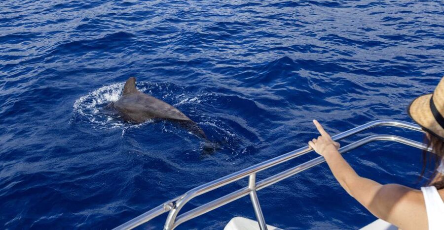 Tenerife: Whale and Dolphin Watching Tour by Sailboat - The swim and snorkel stop