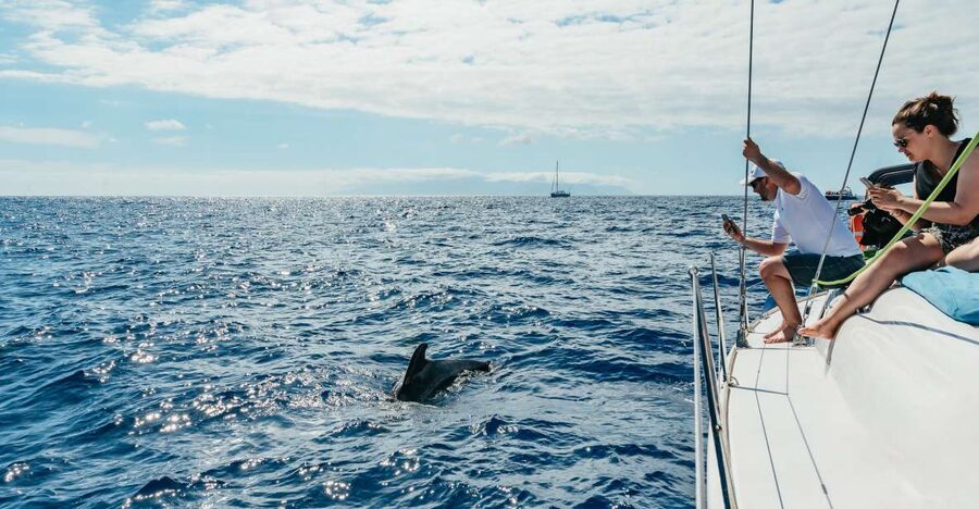 Tenerife: Whale & Dolphin Watching with Drinks and Snacks - Key points to know before you book