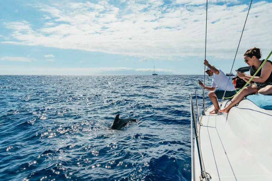Tenerife: Whale & Dolphin Watching with Drinks and Snacks - Why a small yacht changes whale watching