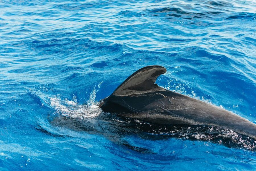 Tenerife: Whale & Dolphin Watching with Drinks and Snacks - Searching for pilot whales and dolphins