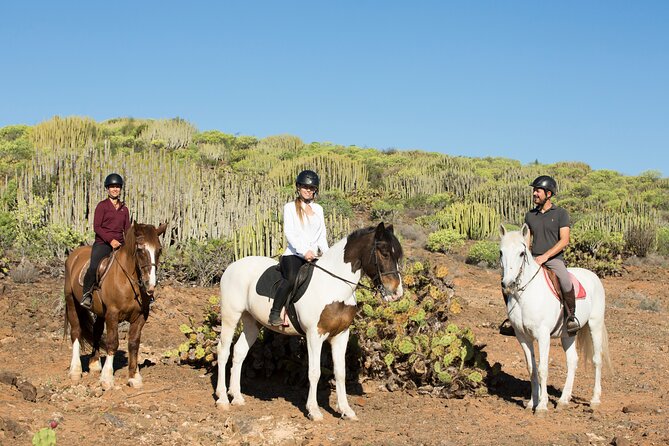 The Best Horse Riding Experience in Gran Canaria (2 hours) - The horses and how they are handled