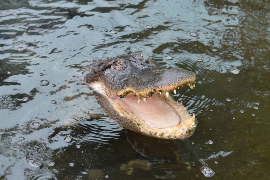 Torremolinos: Crocodile Park Entrance Ticket - More than crocodiles in a compact park