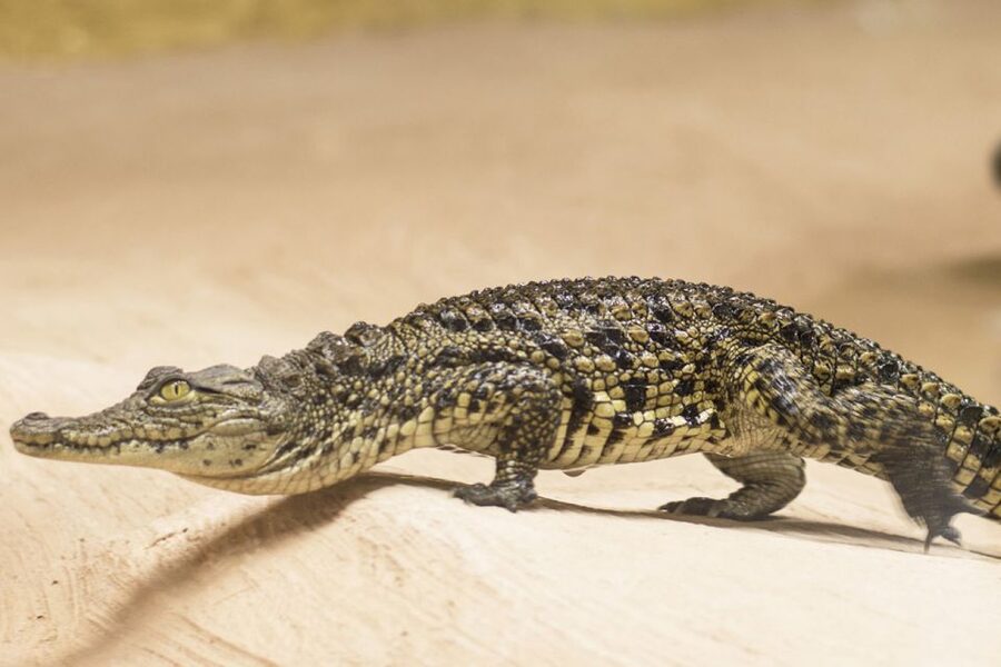 Torremolinos: Crocodile Park Entrance Ticket - Who will enjoy this visit most?