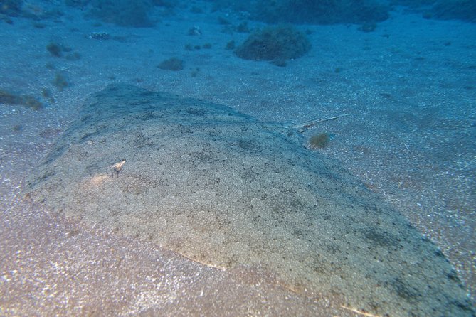 Try Dive - PADI Discover Scuba Diving in Tenerife - The underwater session in Tenerife