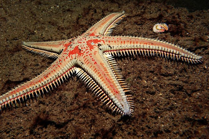 Try Dive - PADI Discover Scuba Diving in Tenerife - What the $156.07 price really covers
