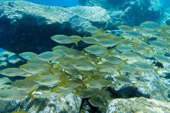 Try Dive - PADI Discover Scuba Diving in Tenerife - Timing your booking around a Tenerife holiday