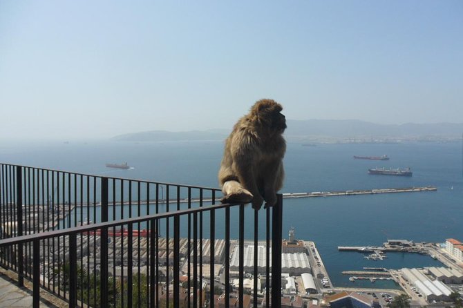 Upper Rock Walking Tour - Bridges, lookouts, and views across two continents