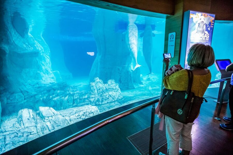 Valencia: Oceanogràfic Entry Ticket - Timing your visit and handling crowds