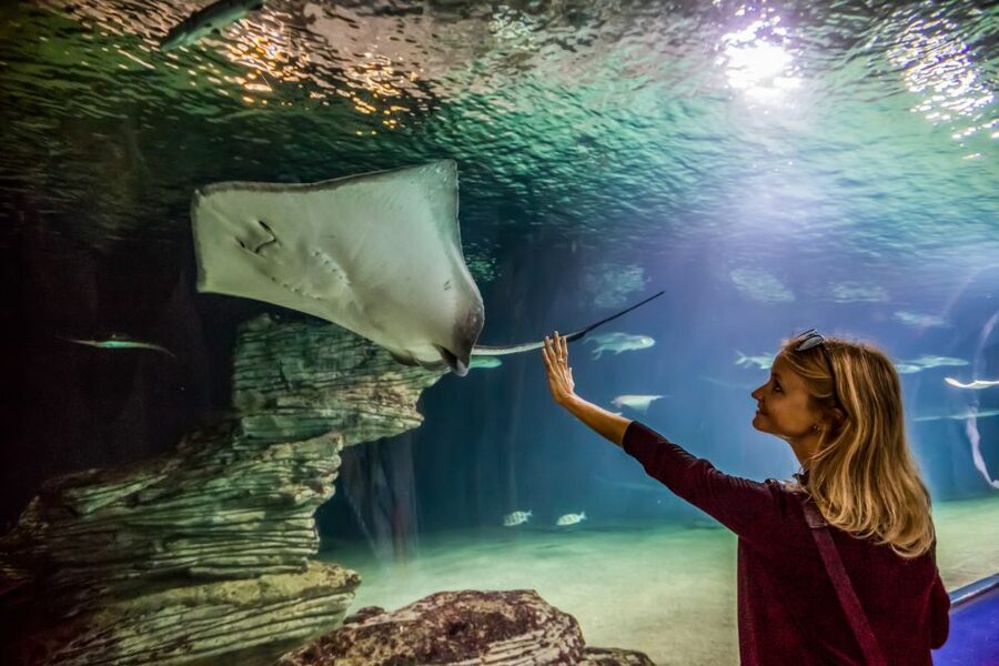 Valencia: Oceanogràfic Entry Ticket - Jellyfish, tropical fish, and the quieter displays