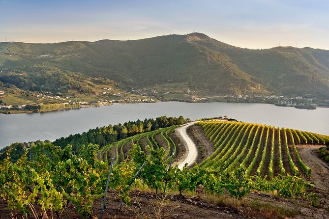 Visit Coastal Vineyard - Key points to know
