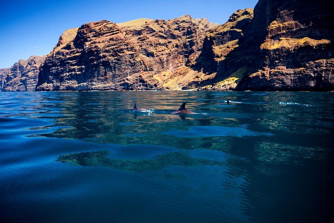 Whale Watching and Listening Eco Catamaran Tour with Food Tasting - Swimming and snorkeling near Masca Bay