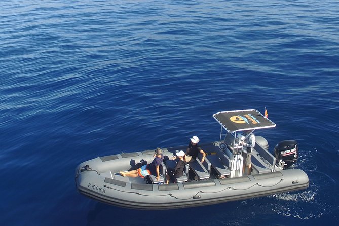 Whale Watching Eco-Adventure from Costa Adeje - Key points to know before you book