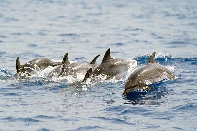 Whale Watching Eco-Adventure from Costa Adeje - A small RIB changes the experience