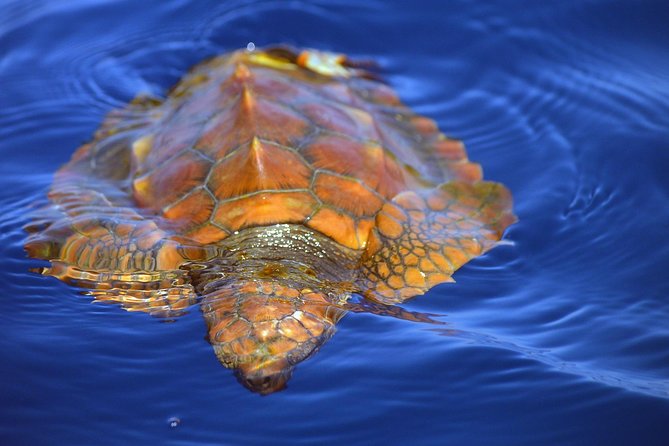 Whale Watching Eco-Adventure from Costa Adeje - What the two-hour itinerary feels like