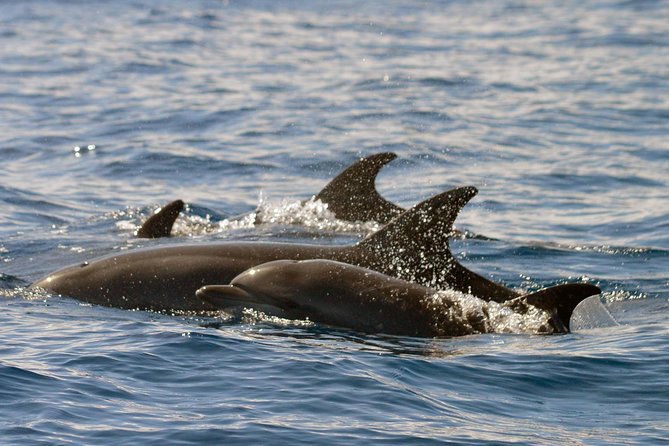 Whale Watching Eco-Adventure from Costa Adeje - Guides who make the trip more than a sighting