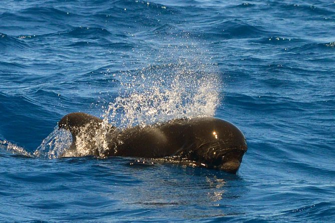 Whale Watching Eco-Adventure from Costa Adeje - The eco-friendly promise in practical terms