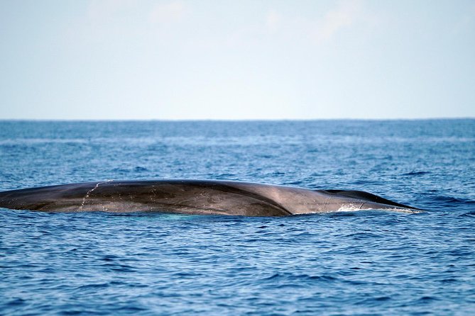 Whale Watching Eco-Adventure from Costa Adeje - Photos, sound, and the extras included
