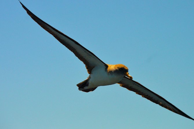 Whale Watching Eco-Adventure from Costa Adeje - Is $72.56 a fair price?